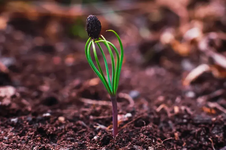 Jak vypěstovat jehličnany ze šišek?