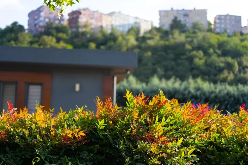 Nebeský bambus, nandina domácí (Nandina domestica)