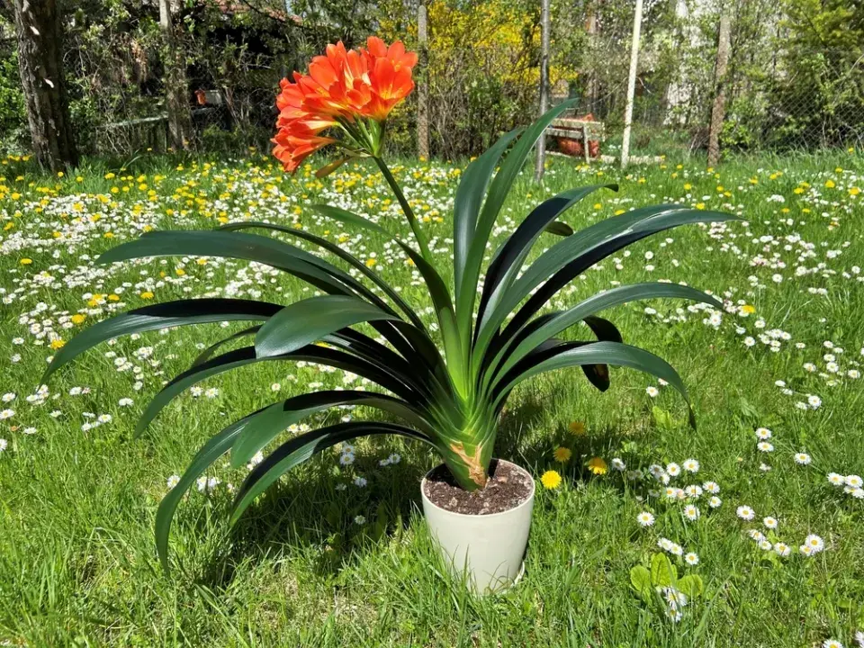 Pokojová rostlina klívie 