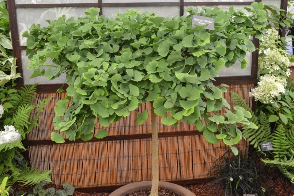 Jinan dvoulaločný ´Troll´