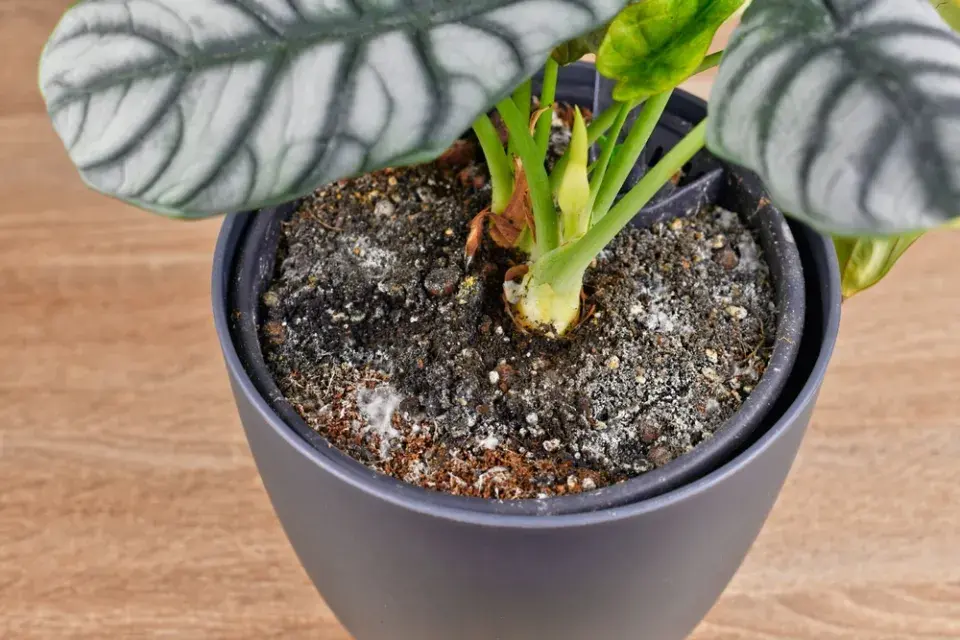 Plesnivá hlína v květináčích pokojovek