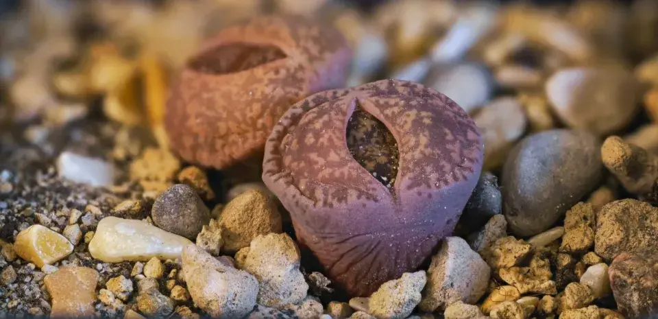 Lithops