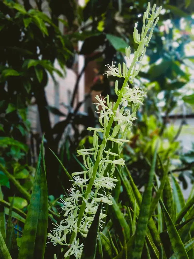 Květ tchýnina jazyku