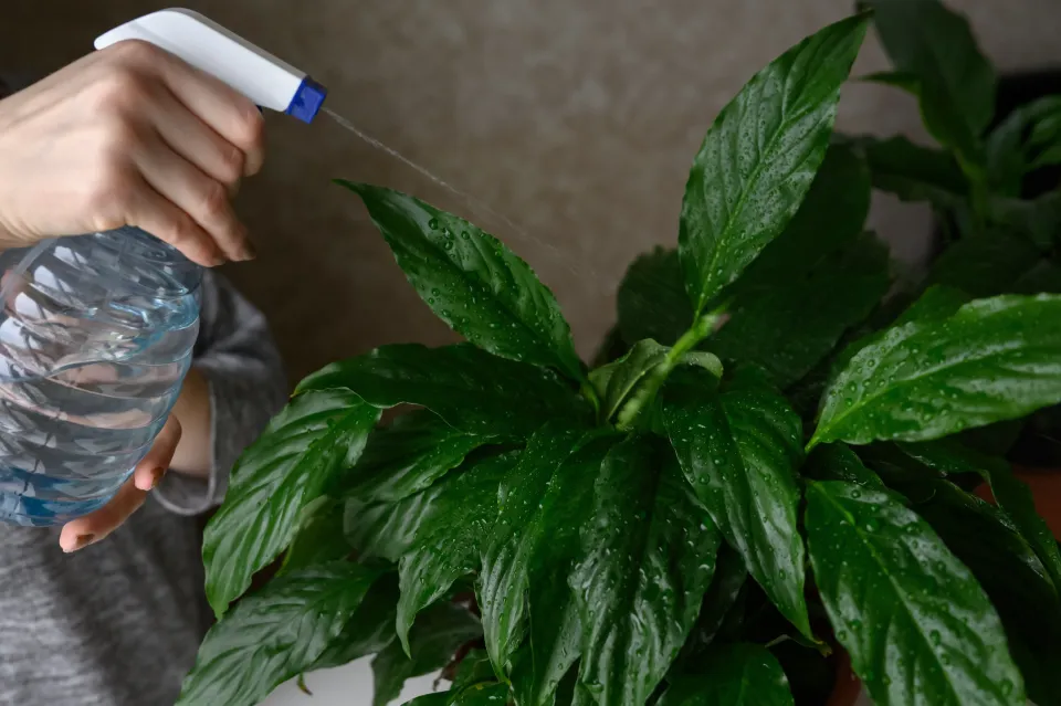 Postřik proti škůdcům