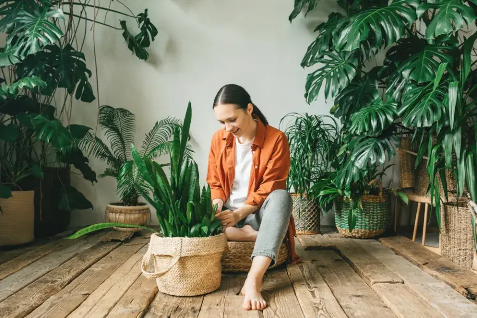 Pěstování pokojových rostlin