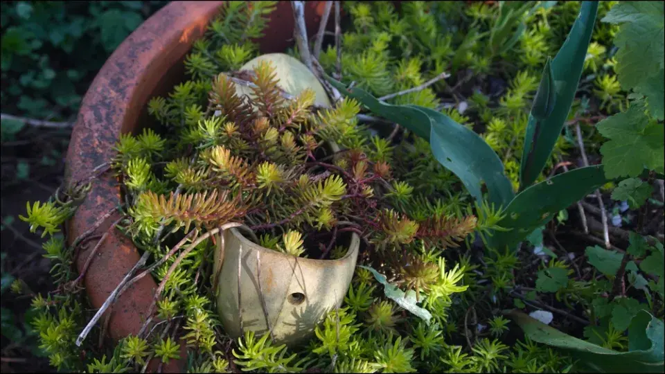 Zapomenutý zázrak jménem tripmadam