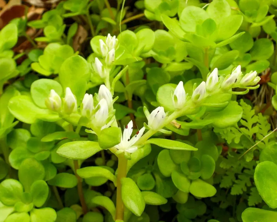 Zapomenutý zázrak jménem tripmadam