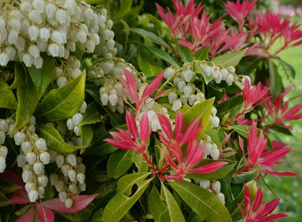 Pieris