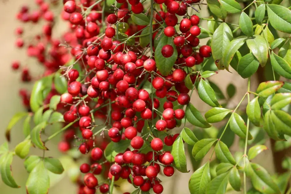 Nebeský bambus, nandina domácí (Nandina domestica)