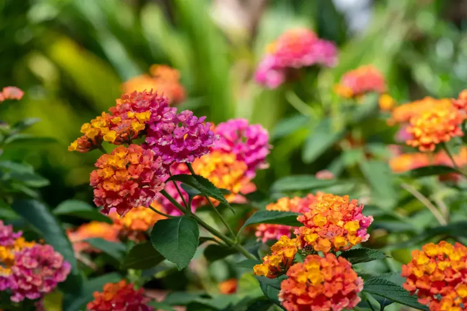 Lantana