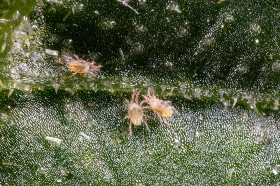 Postřik proti škůdcům