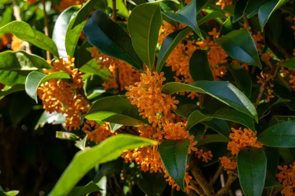 Vonokvětka libovonná