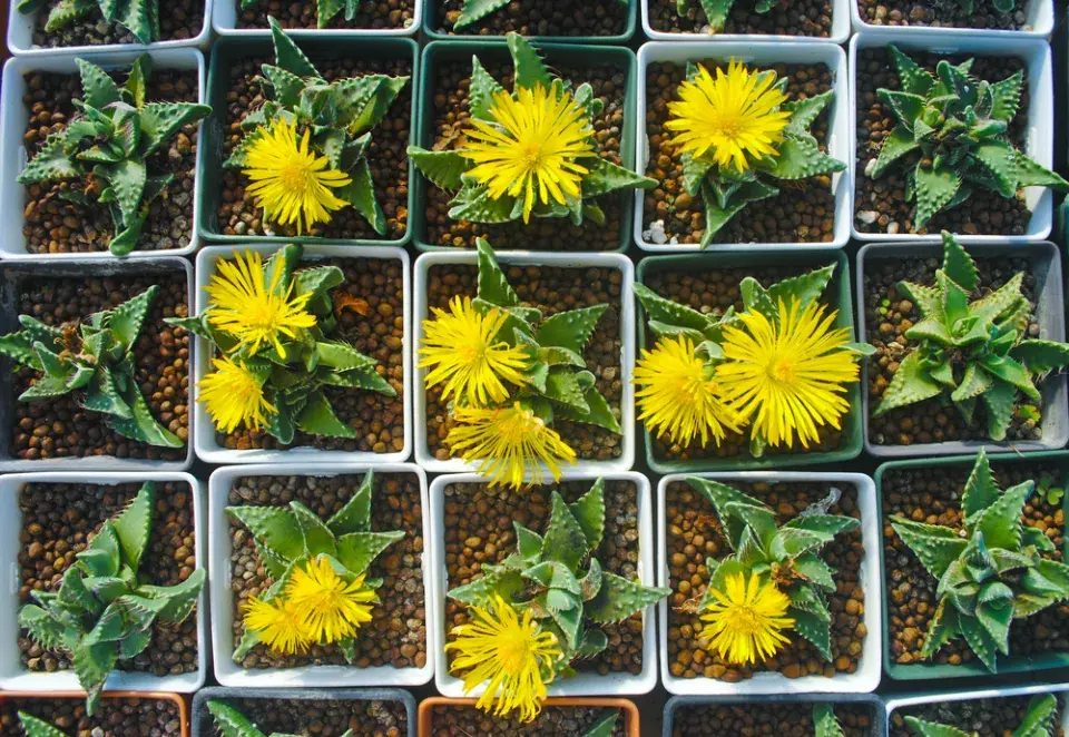 tygří tlamička (Faucaria tigrina)