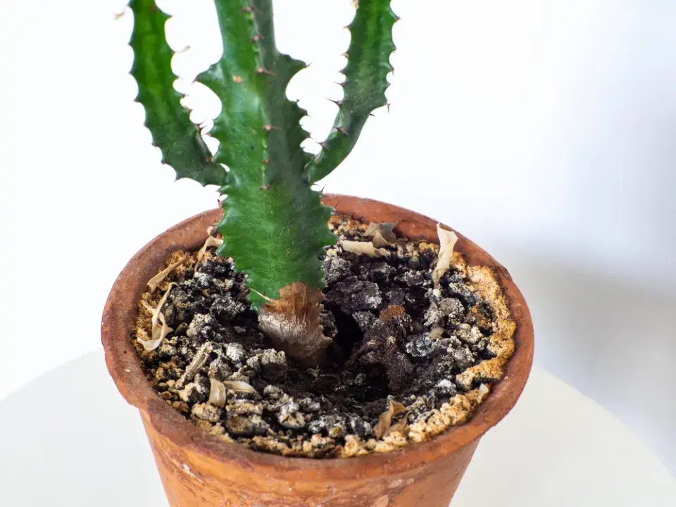 Plesnivá hlína v květináčích pokojovek