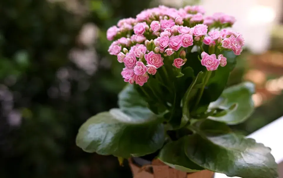 kalanchoe, kolopejka