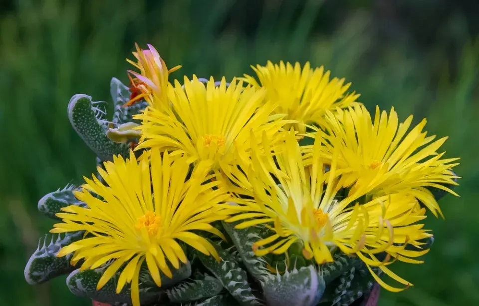 tygří tlamička (Faucaria tigrina)