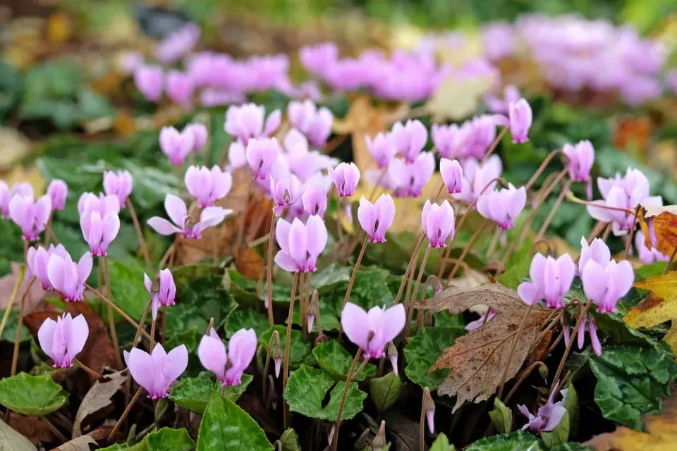 Brambořík břečťanolistý (Cyclamen hederifolium)