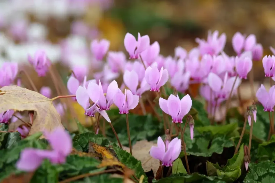 Brambořík břečťanolistý (Cyclamen hederifolium)