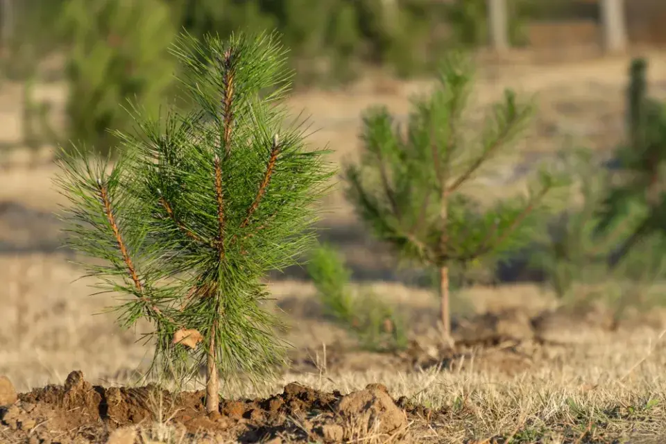 Jak vypěstovat jehličnany ze šišek?