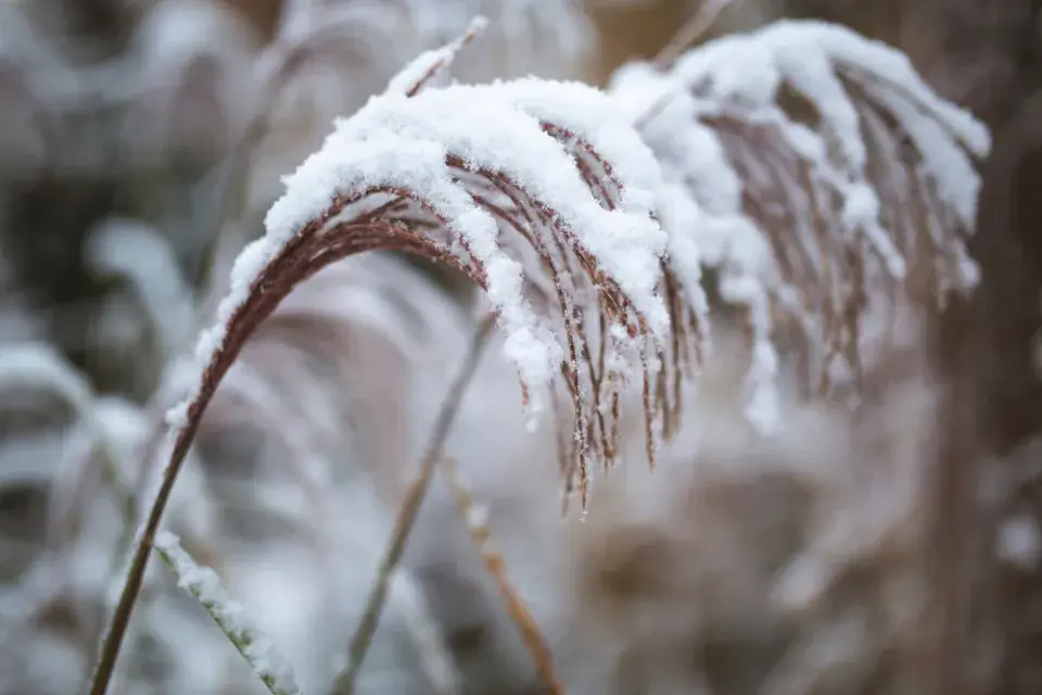 Odkvetlá květenství okrasných travin