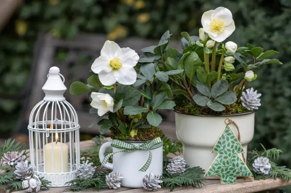 Čemeřice černá (Helleborus niger)