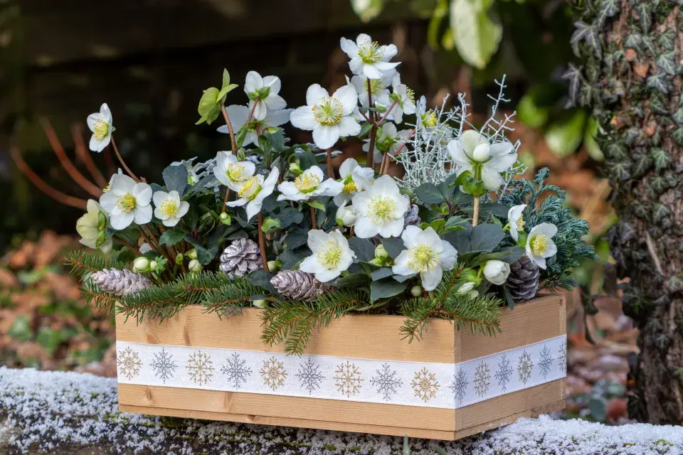 Rostliny kvetoucí v zimě