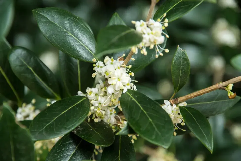 Vonokvětka Burkwoodova