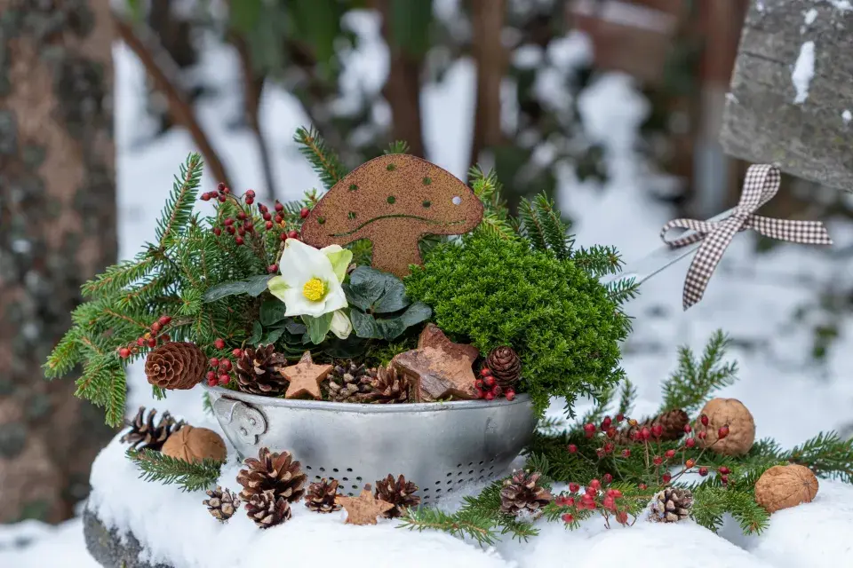 Rostliny kvetoucí v zimě