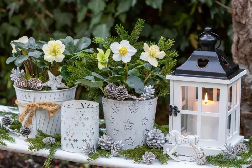 Čemeřice černá (Helleborus niger)