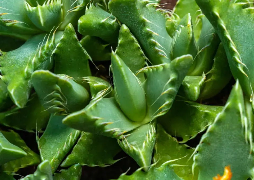 tygří tlamička (Faucaria tigrina)