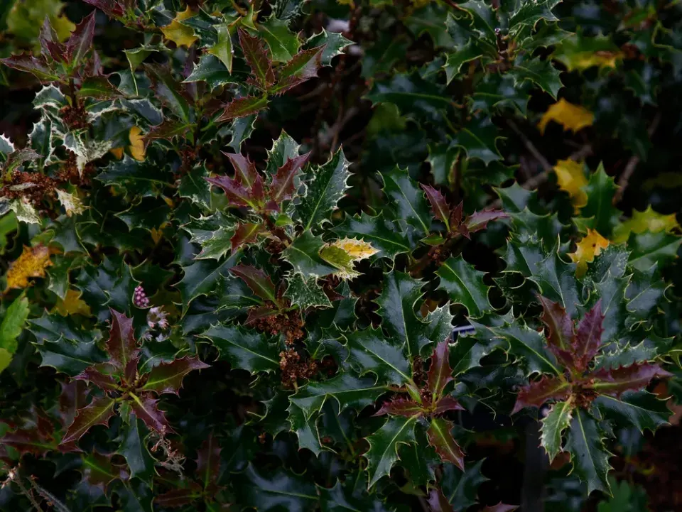 Cesmína modrá ´Blue Angel´