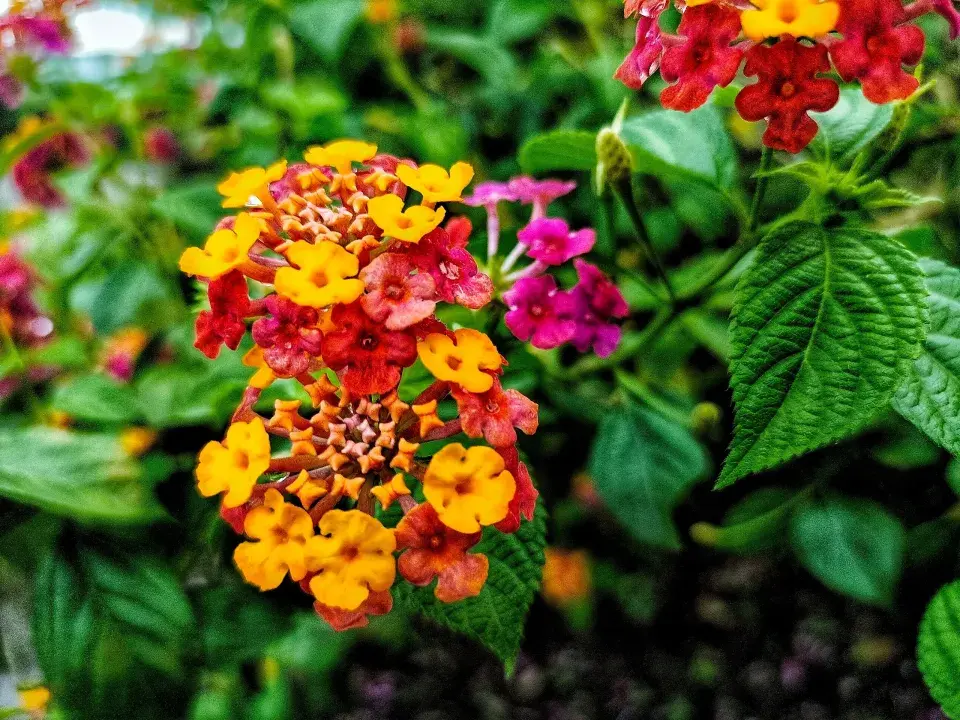 Lantana
