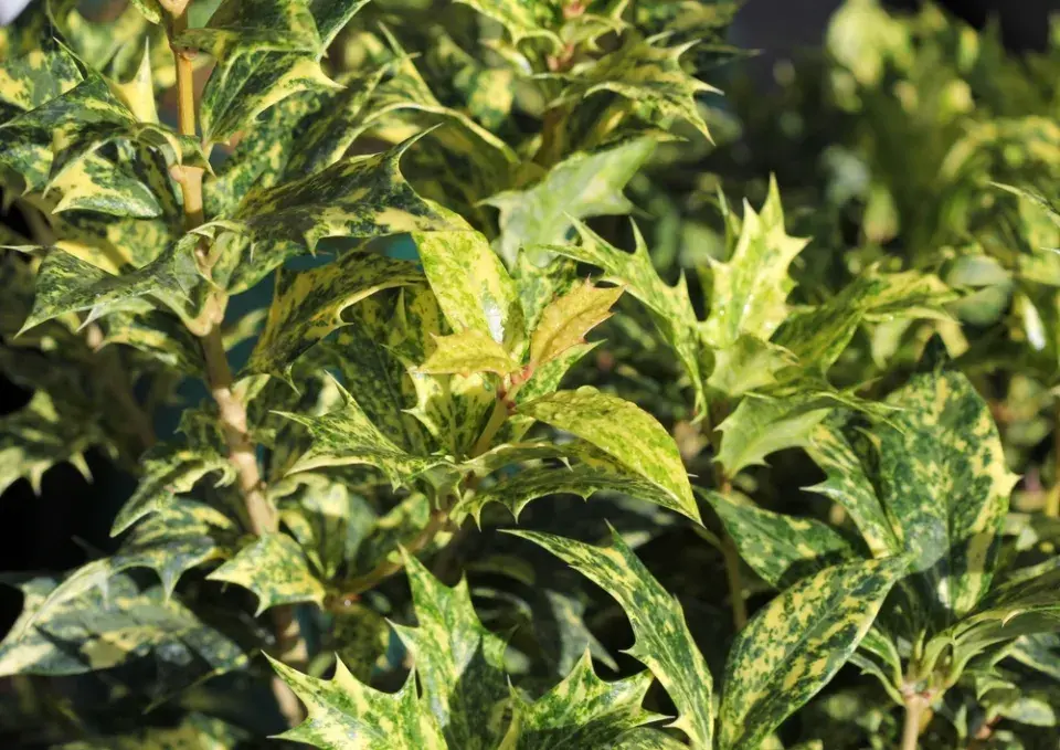 Vonokvětka různolistá