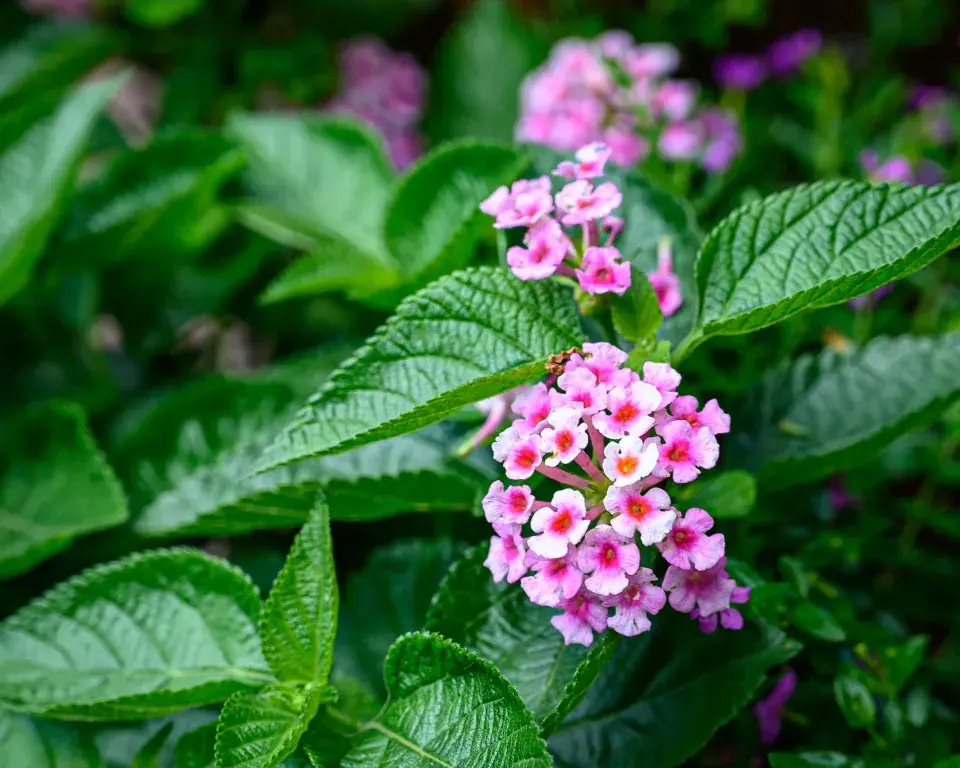 Lantana