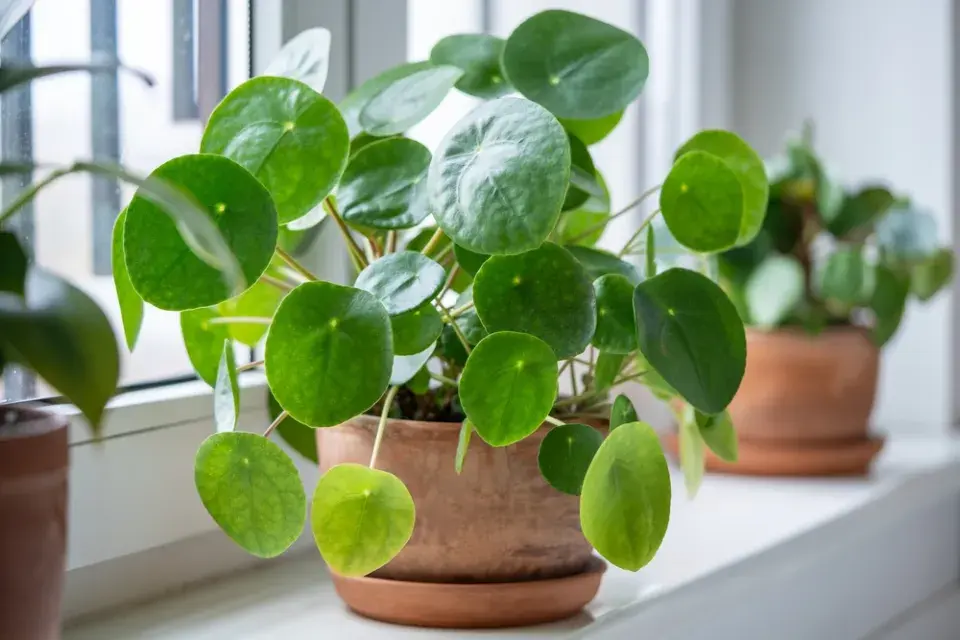 Pilea neboli ufo rostlina