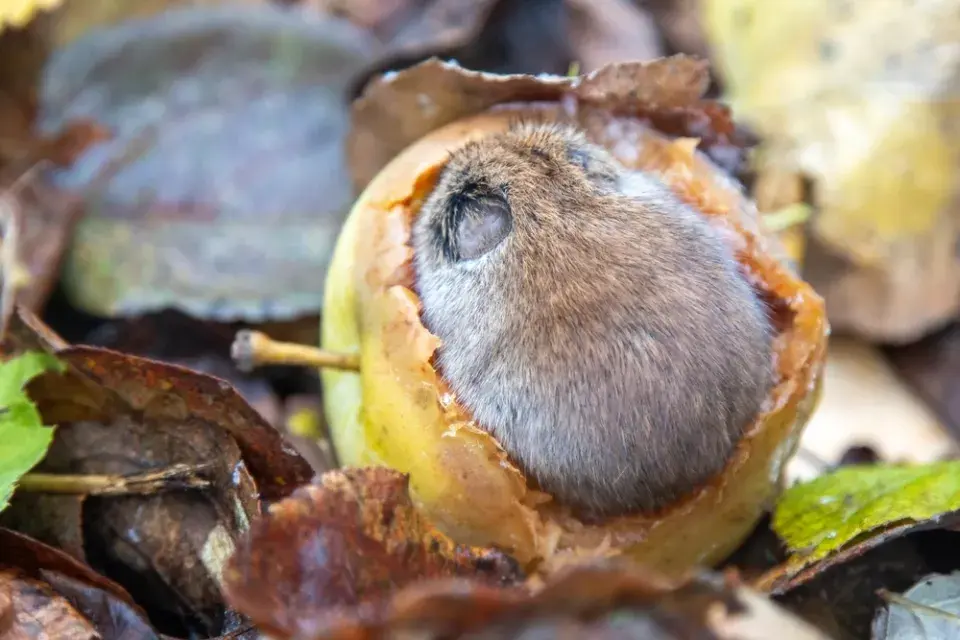 Hraboš miluje spadaná jablka