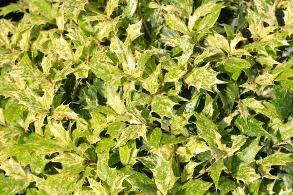 Cesmína ´Ferox Argentea´