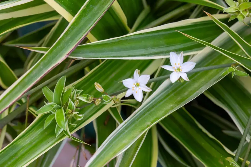 Zelenec: rostlina, která dýchá s vámi