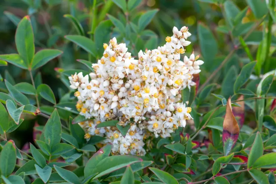 Nebeský bambus, nandina domácí (Nandina domestica)
