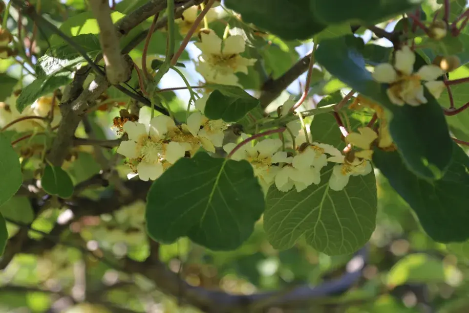Aktinidie čínská (Actinidia chinensis)