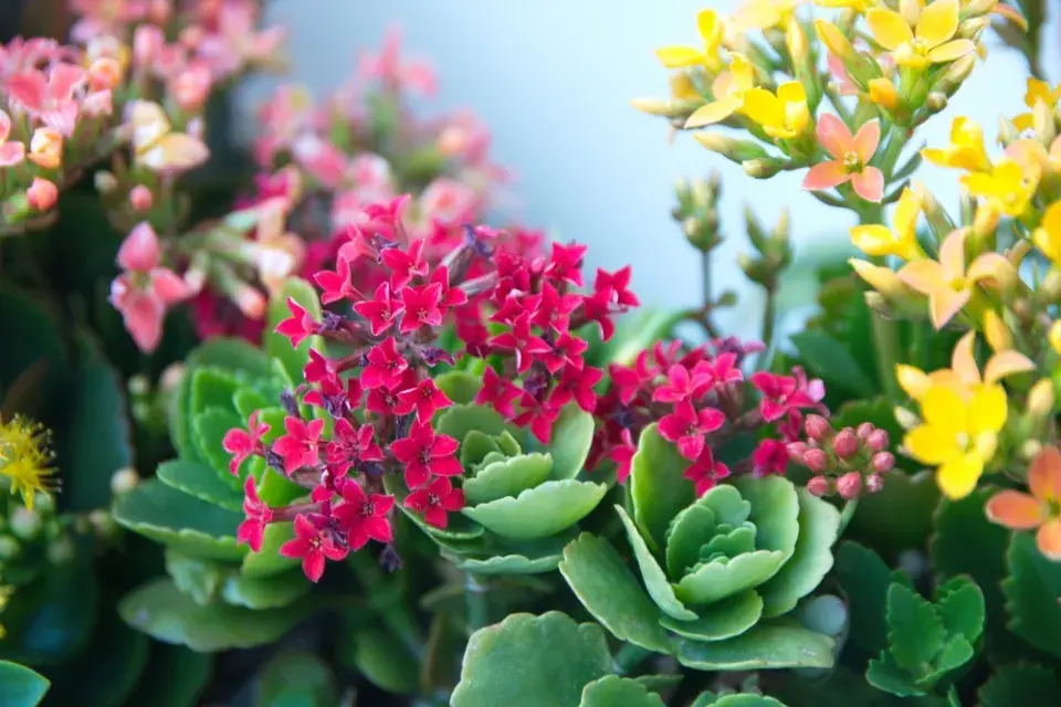 kalanchoe, kolopejka