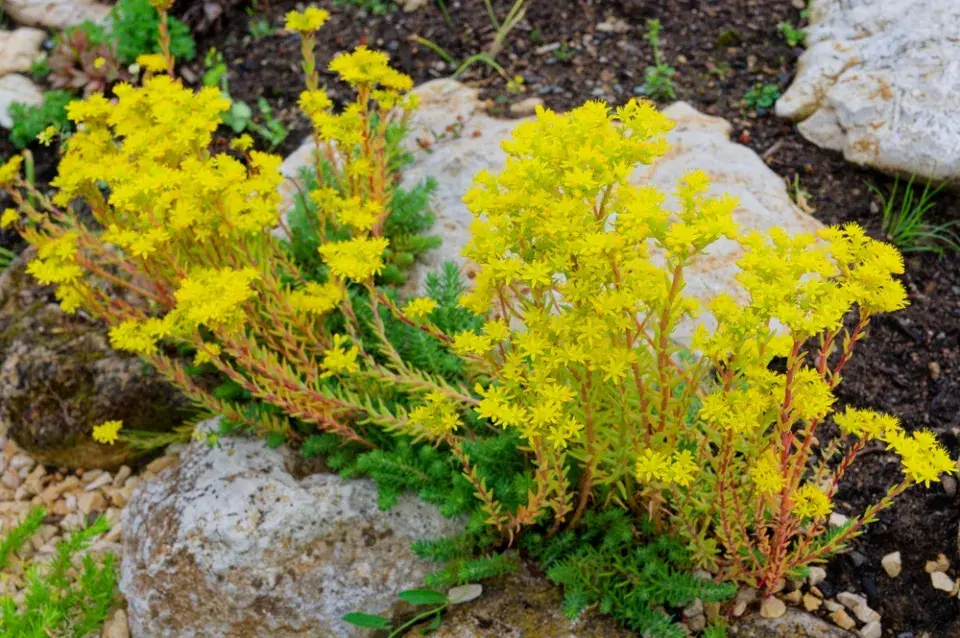 Zapomenutý zázrak jménem tripmadam