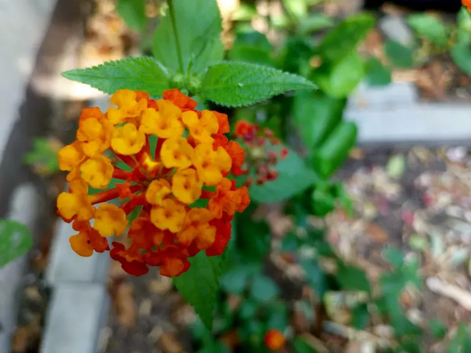 Lantana