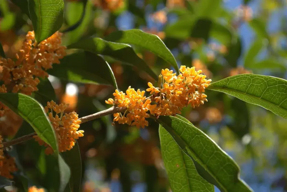 Vonokvětka libovonná