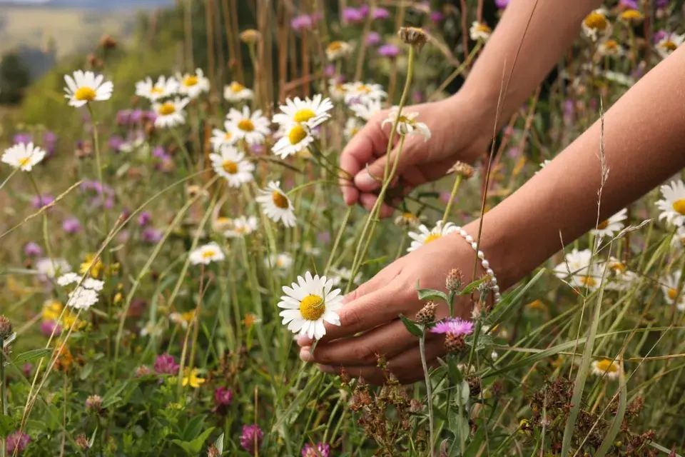 Zahrada Lejly Abbasové