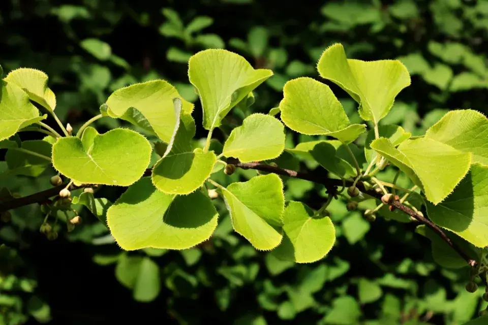 Aktinidie čínská (Actinidia chinensis)