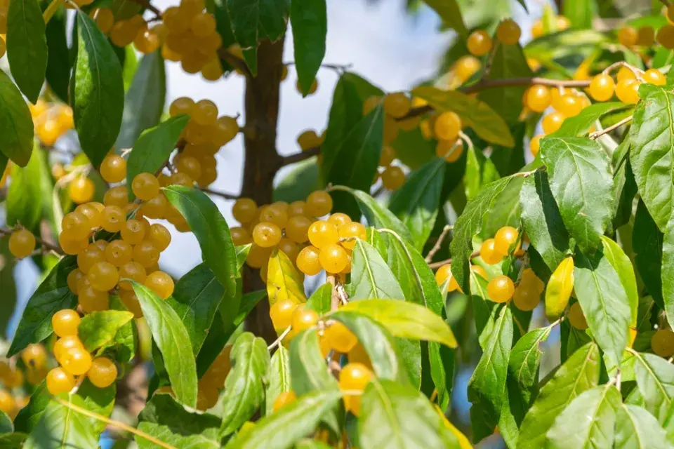 Hlošina okoličnatá (Elaeagnus umbellata)
