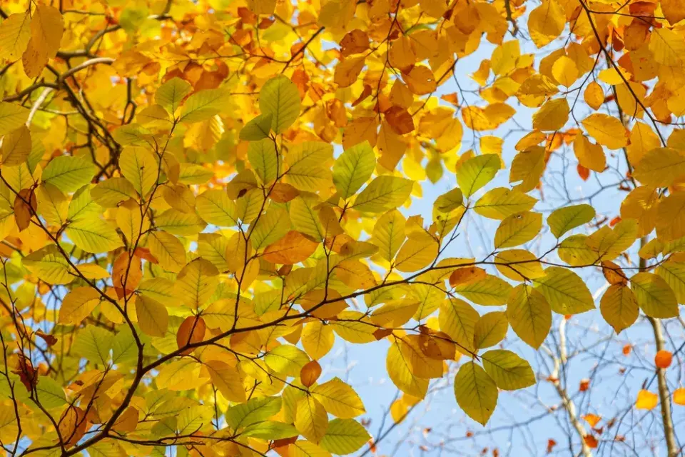 Okrasná zahrada Saskie Burešové v Praze a na horách