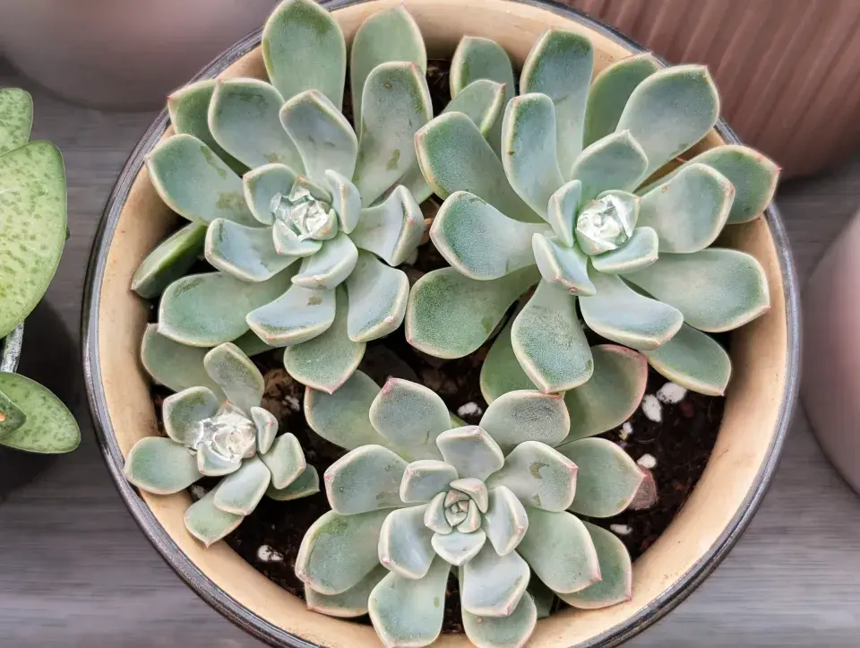 Rostliny do ložnice