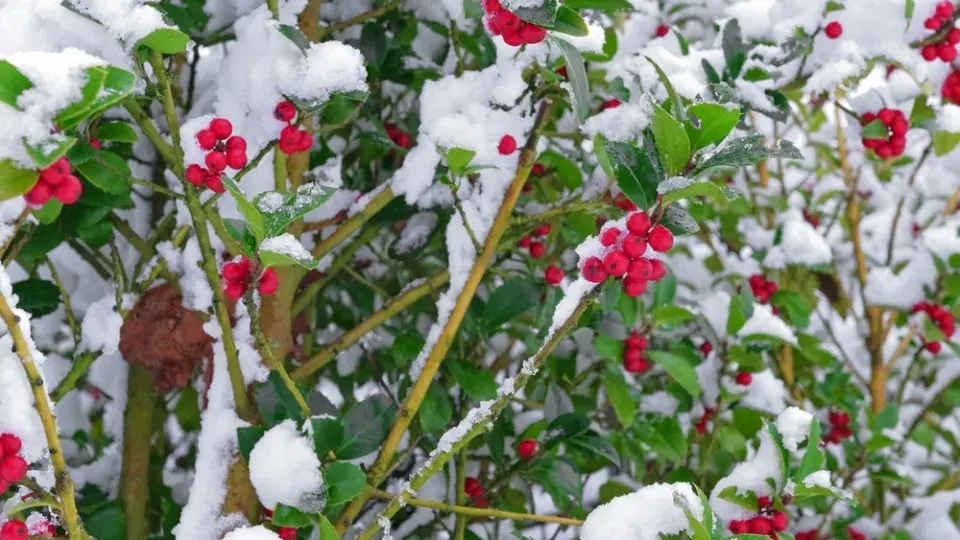 Červené plody cesmíny